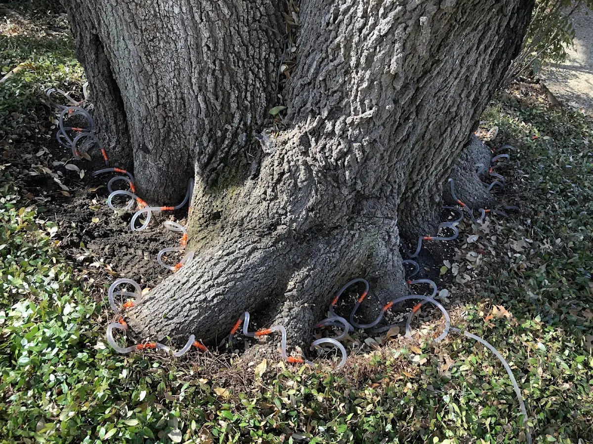 Detailed Tree Cabling and Bracing job site in Duenweg
