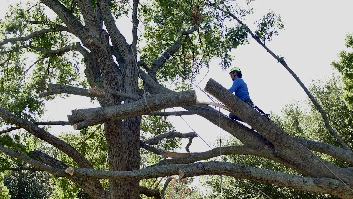 Professional Crown Thinning performed by certified arborists in Duenweg