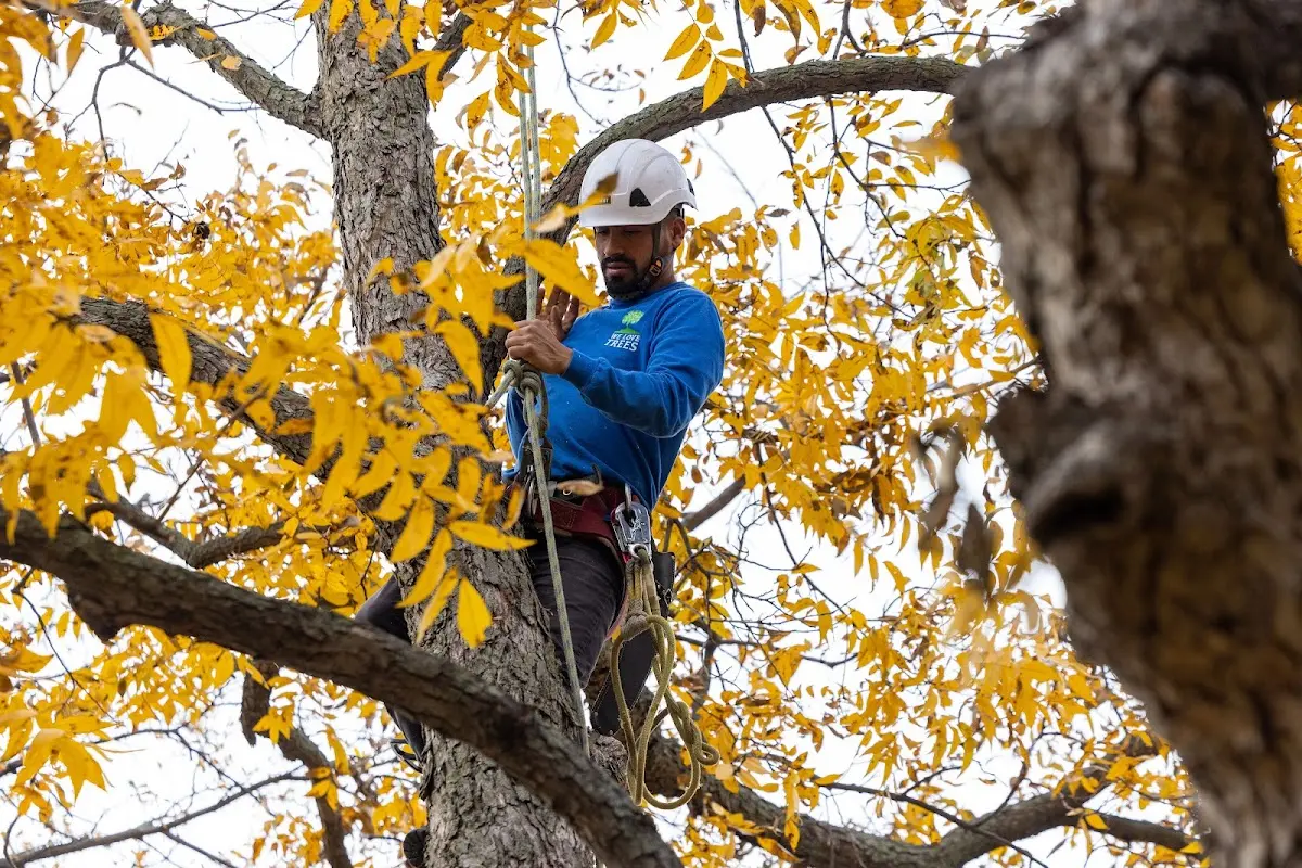Skilled Tree Transplanting crew working in Duenweg